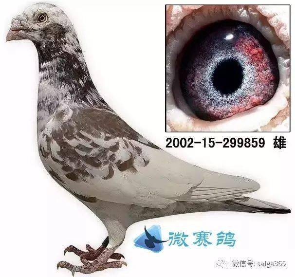 养鸽人最应该懂的几条._鸽子