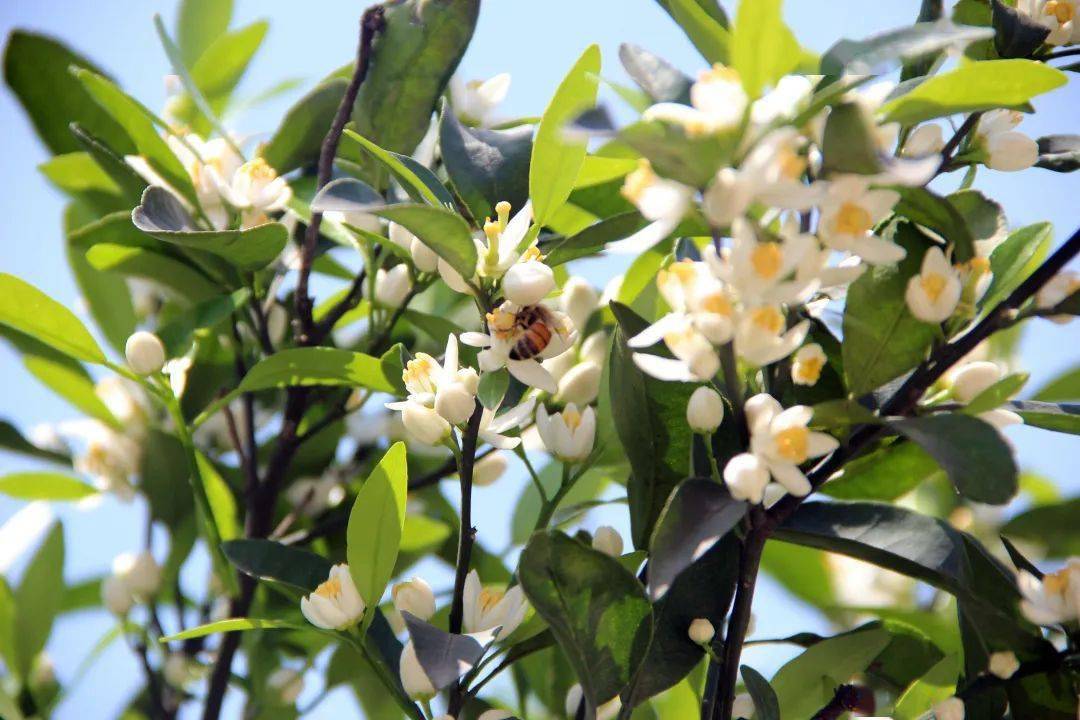 种植柑橘促花正当时五大措施要记牢
