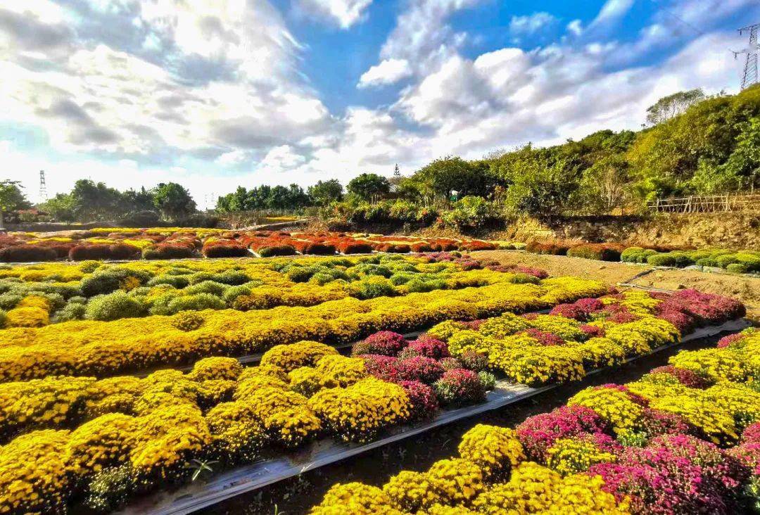 11月1日开园本周日相约泉州鲜花港游园赏花逛车展免费门票这里领