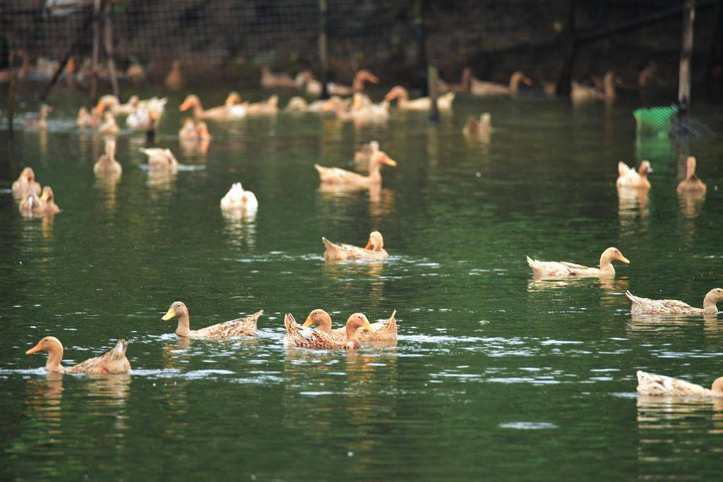 海南琼海持续降雨池塘水满鸭子欢