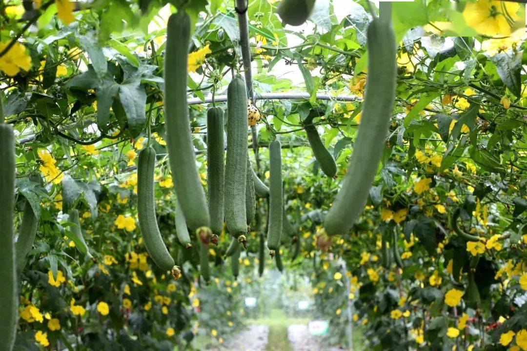 看汉寿11湘遇汉寿品牌汉蔬中国61汉寿第五届蔬菜节即将启幕