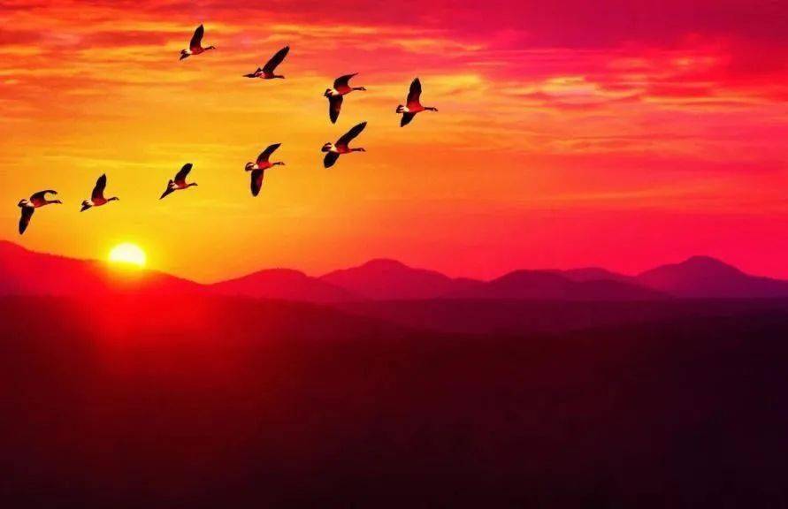 平沙落雁余音袅袅雁醉夕阳