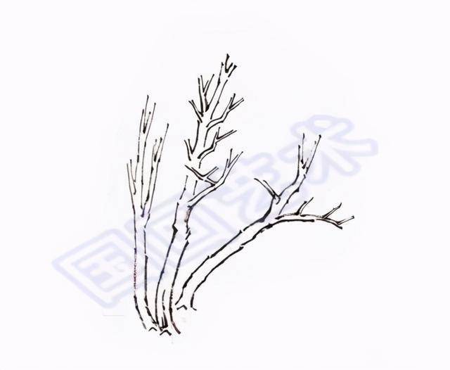图文教程:简单易学丛树画法