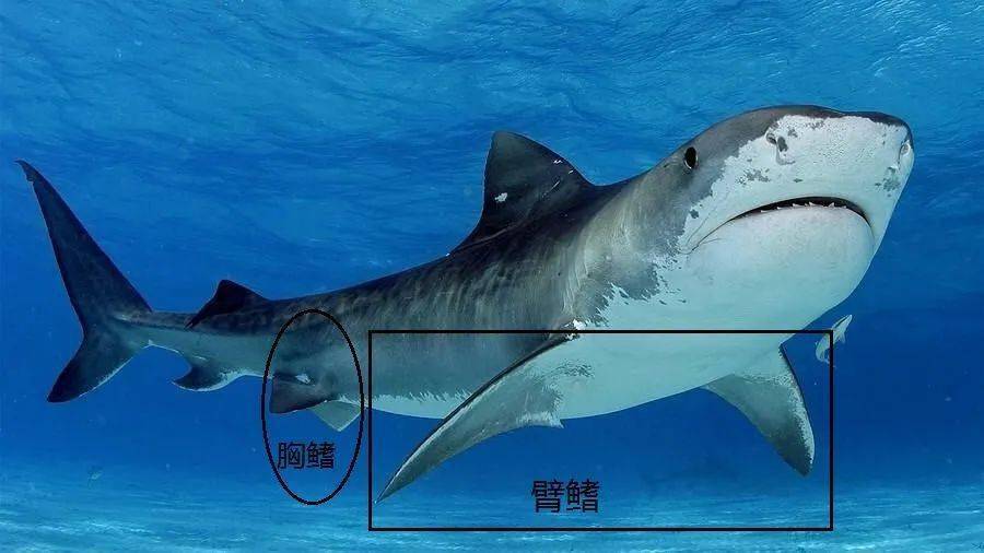 鲨鱼的身体结构图名称图片