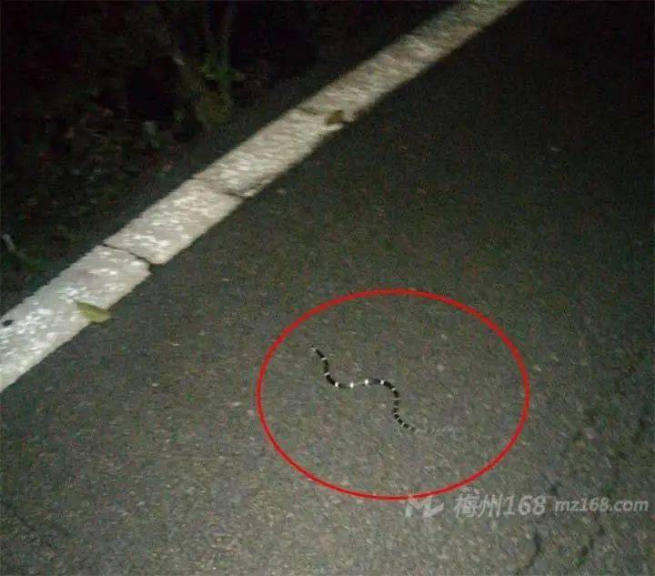 兴宁公安把刘某军抓了居然对朋友干这种事小心兴宁神光山又有蛇出没