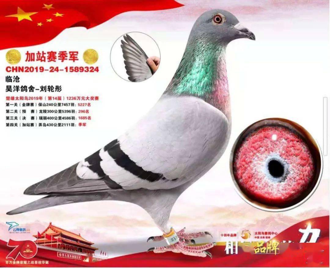 红枫赛鸽2020年英雄榜连载一