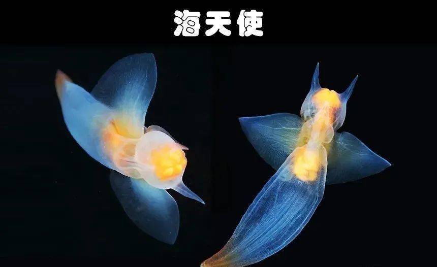 这些长相奇奇怪怪的深海鱼,你见过几种?_科学家们