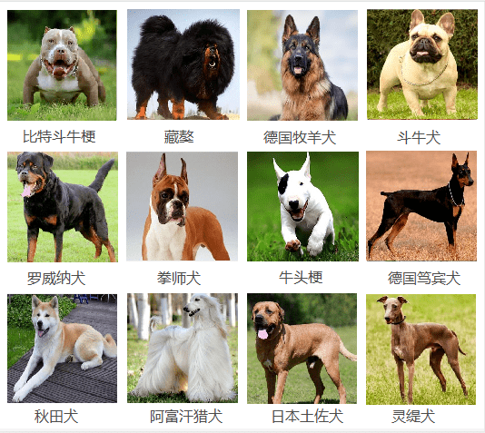 常见狗的类型图片