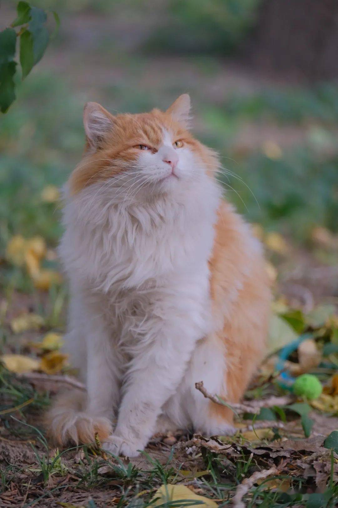 北大网红copycat香波走红实录