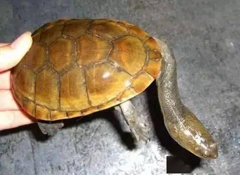 蛇颈龟是蛇还是龟呢