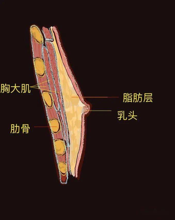 与女性乳房结构相似