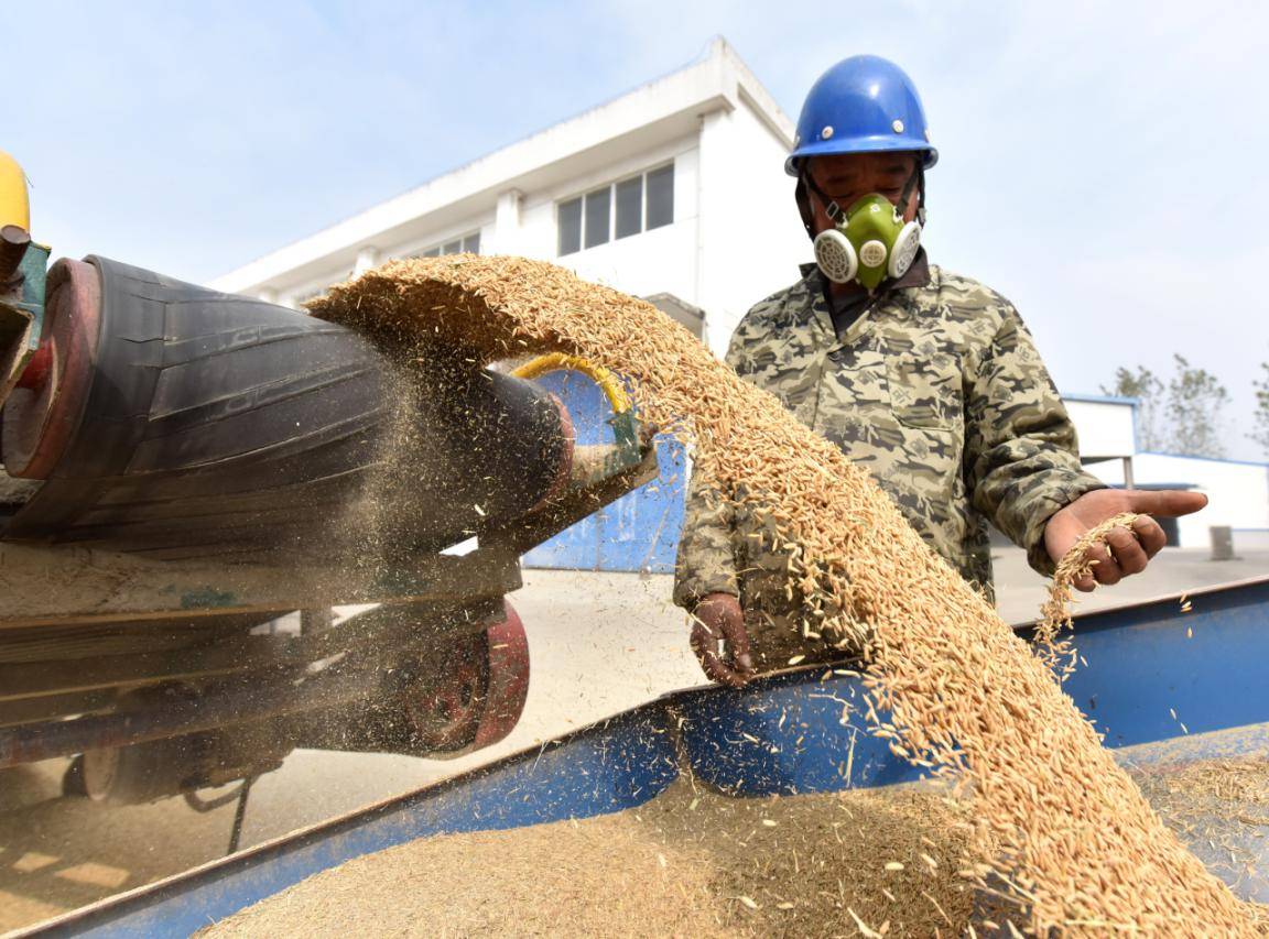10月29日上午,在安徽光明槐祥工贸集团有限公司粮食收购点,前来销售