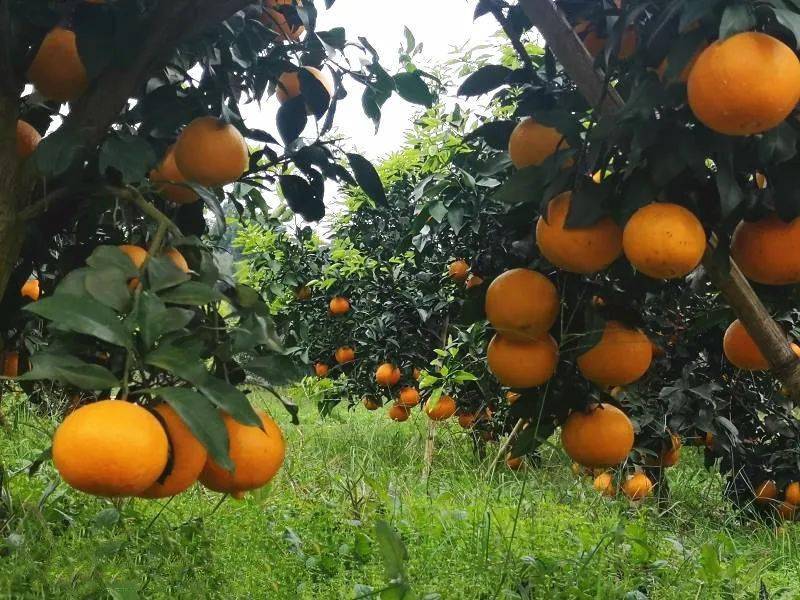 油沙坡变柑橘园荒山坡上结出了致富果