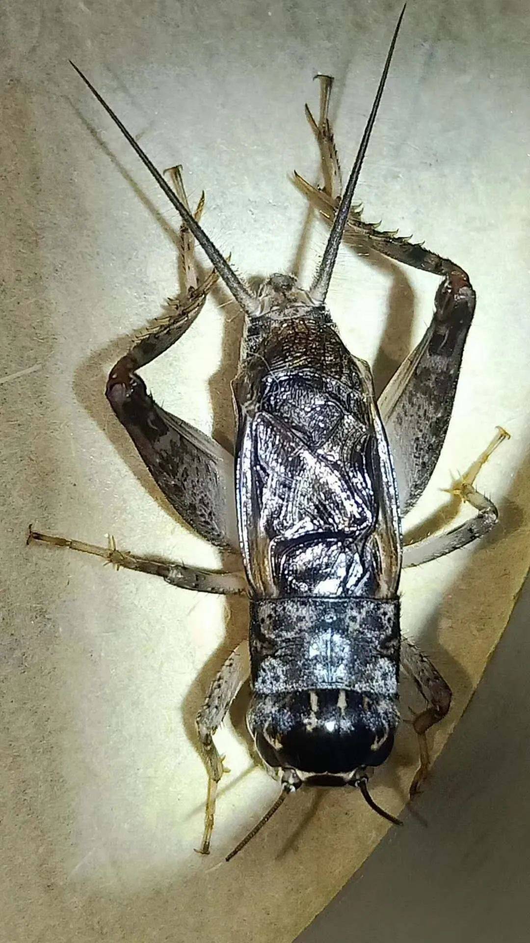 "秃须"高清虫照