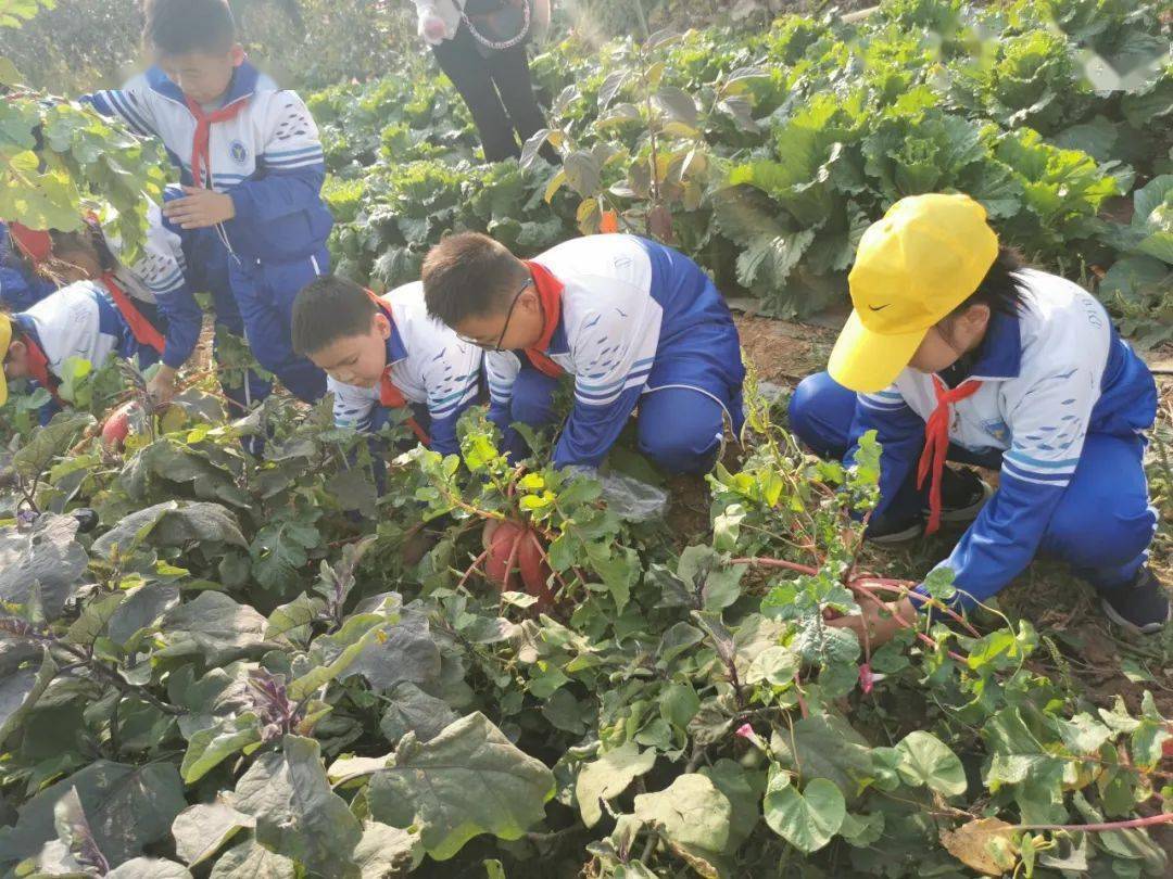 拔萝卜刨红薯摘山楂摘苹果河南的中小学生真幸福