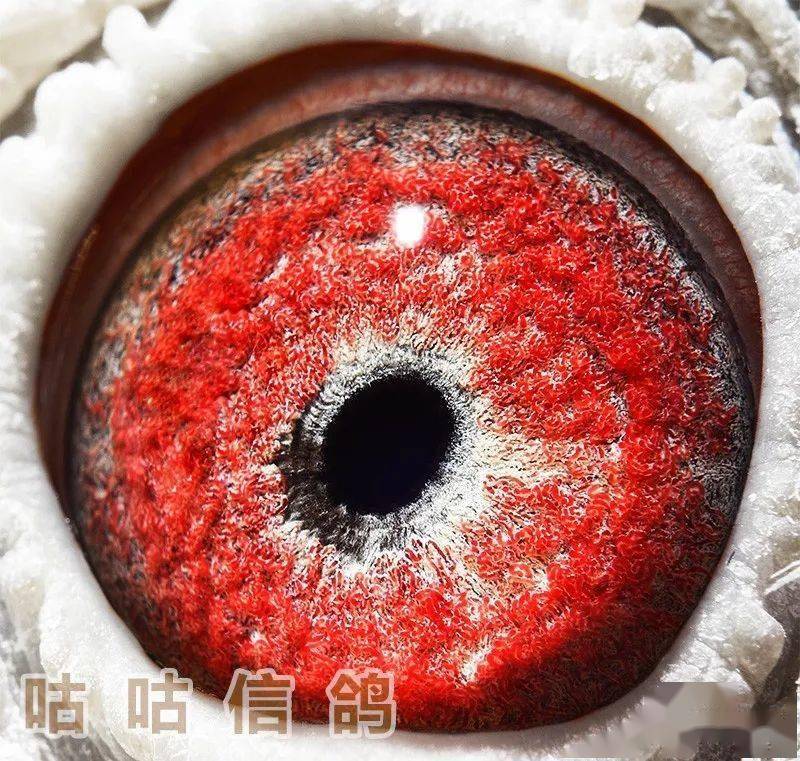 看点恒源詹姆士连赢4年开创春秋赛冠军家族血系首次公开