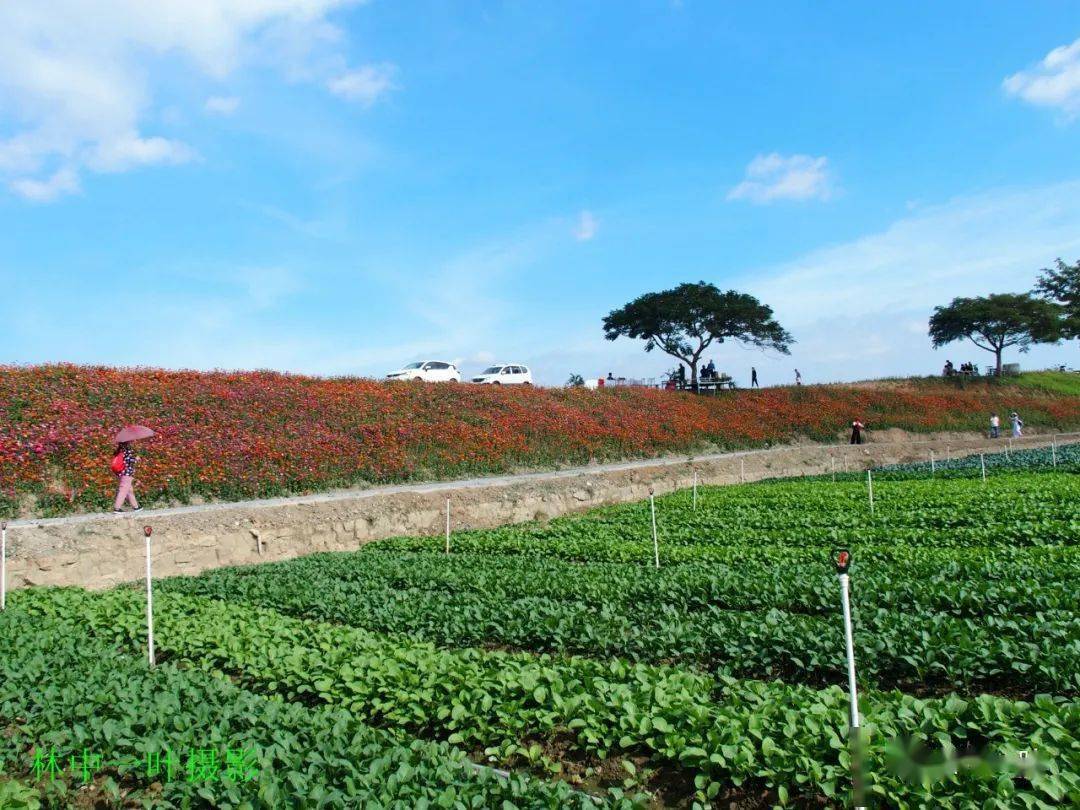 洋光村花堤风景美如画