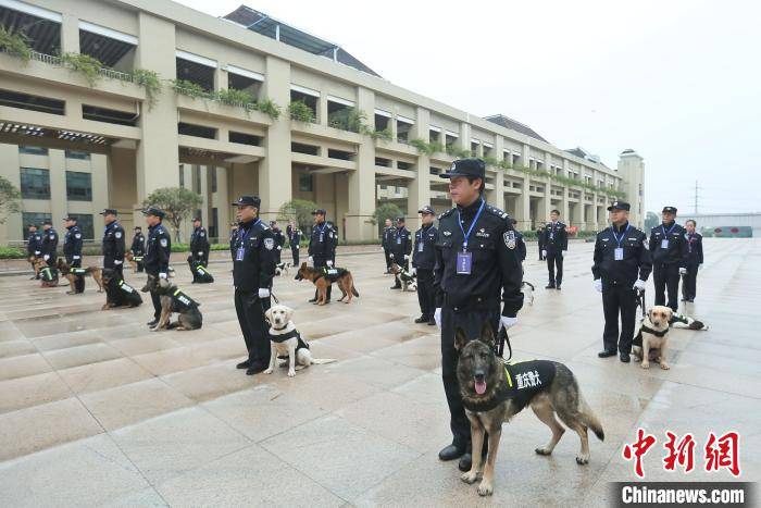 重庆公安开展警犬技术实战比武21条警汪秀搜爆绝技