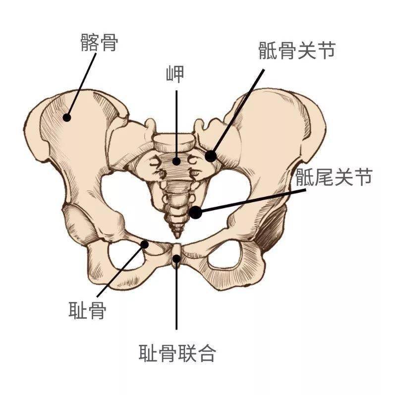 胯骨耻骨的位置图图片