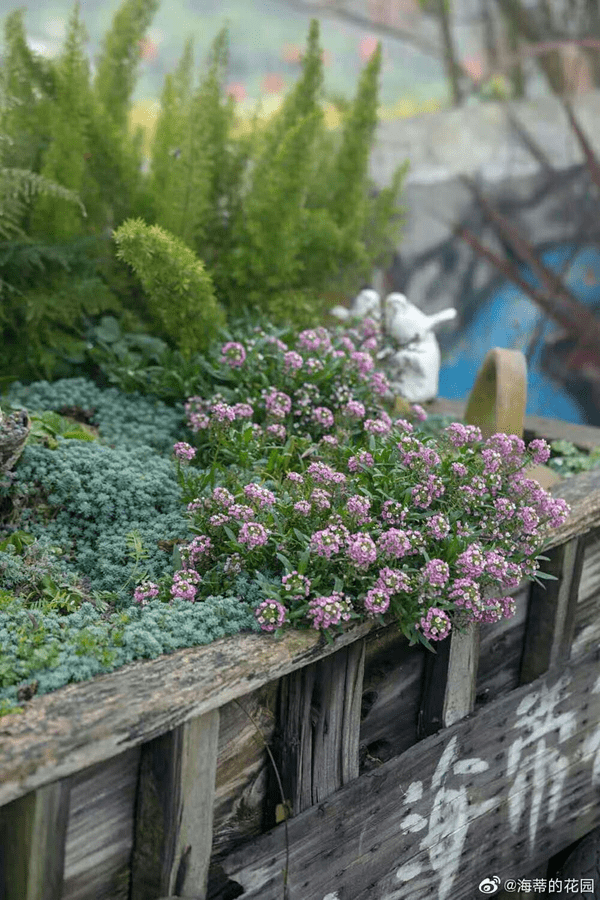 如兰分享海蒂的花园有美到你吗