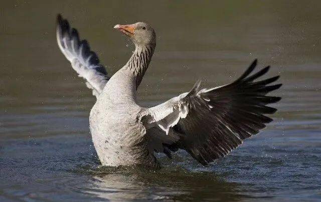 滇商论道法国朗德鹅落户云南世界级美食鹅肥肝进入百姓餐桌