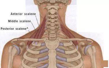 和上半身疼痛關係很大的一條肌肉,斜角肌_肋骨