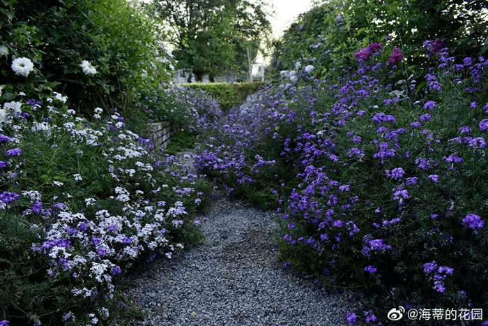 如兰分享海蒂的花园有美到你吗