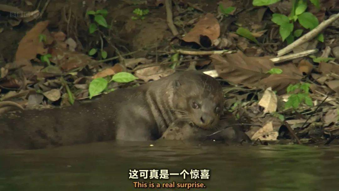 图说纪录片自然世界亚马逊大水獭