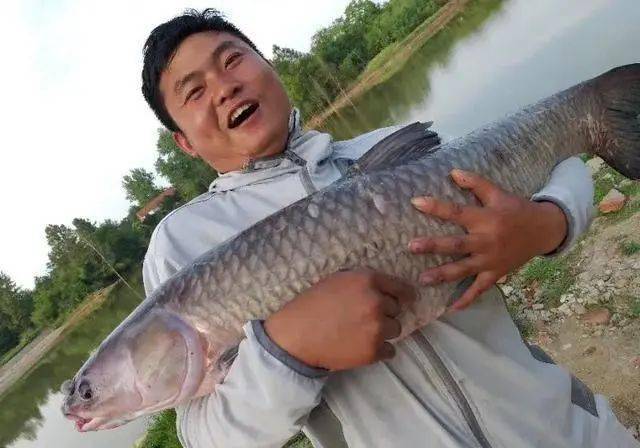 垂钓黑坑青鱼合理分析鱼情及时调整饵料与作钓思路