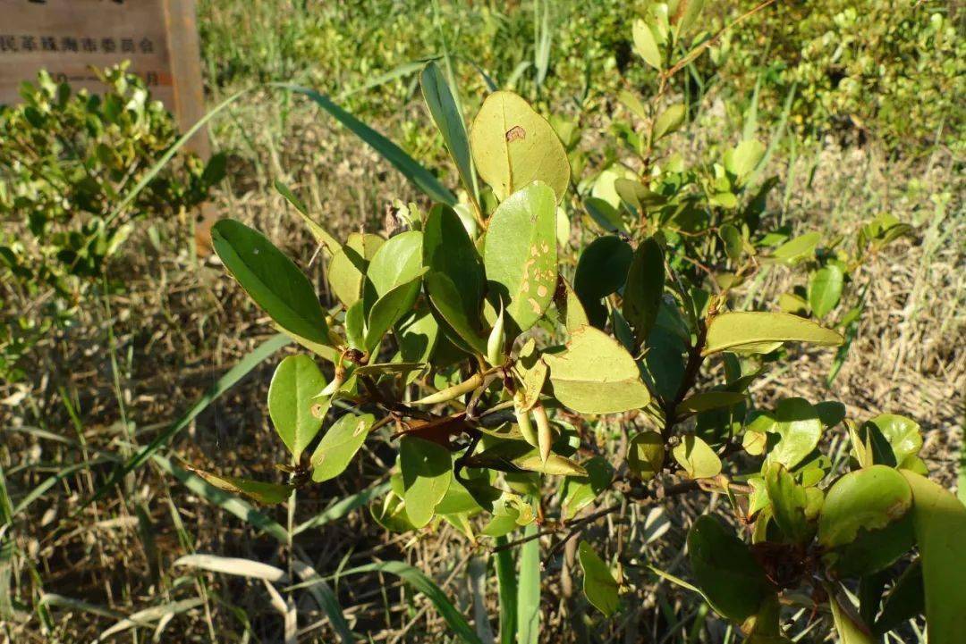 恩平发现有蜡烛果,你见过吗?