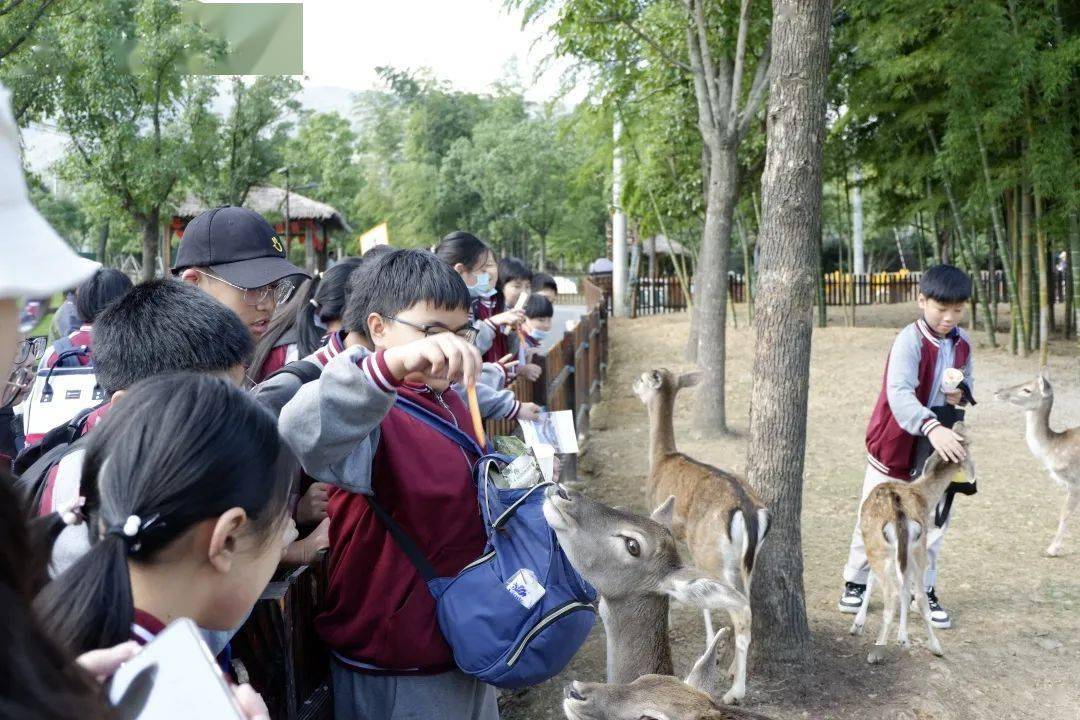 世界各地成群野生動物山坡旁成群動物蹲守在自己領地