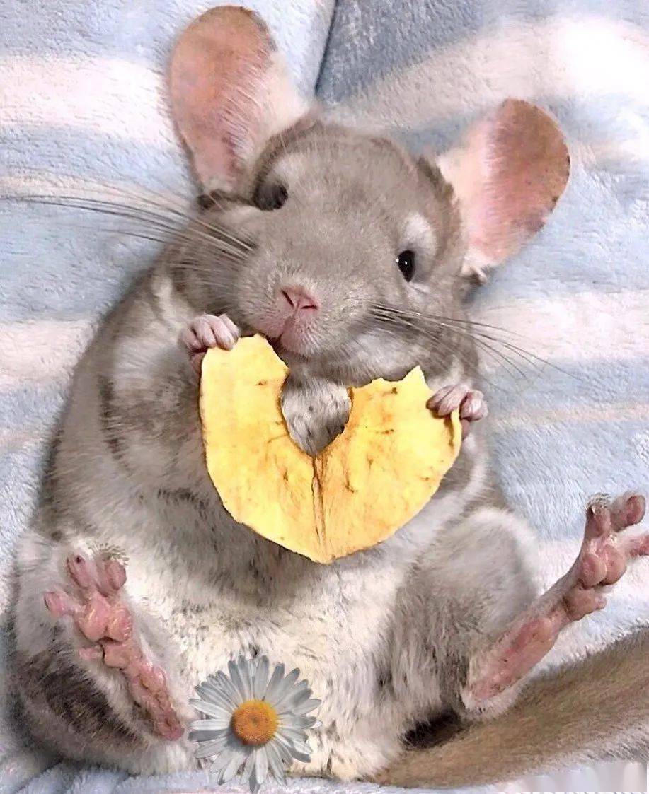 超爱吃水果的小龙猫,谁要谁领走呀