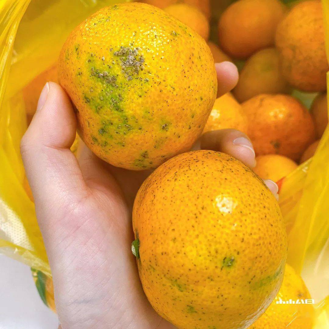 2元斤的性价比王者中山公园蜜橘上线错过再等一年