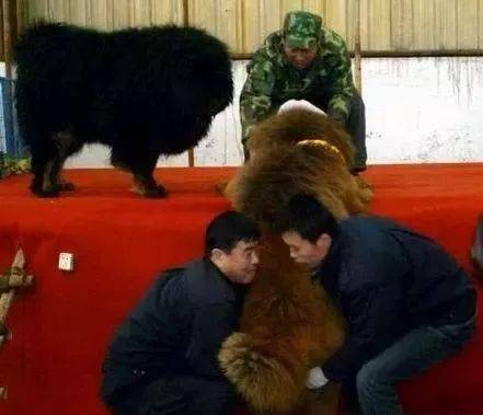 走路不用腿,吃饭不用嘴的猪獒,竞有人1800万买了抱着回家_藏獒