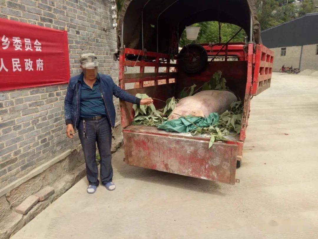 郭某某驾驶的三轮车内载有一头死因不明的生猪,当事人郭某某交代该猪