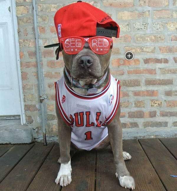 汪星界的"猛男"-比特犬,超级有范儿!