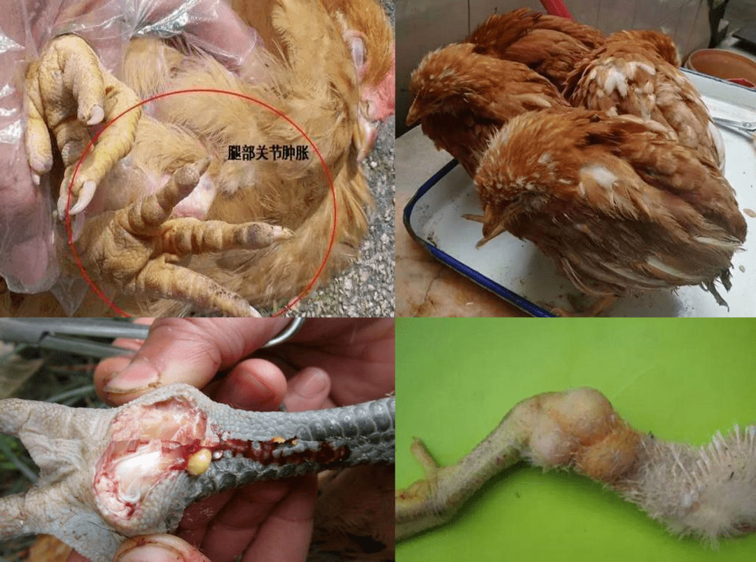鸡滑液囊支原体病图片
