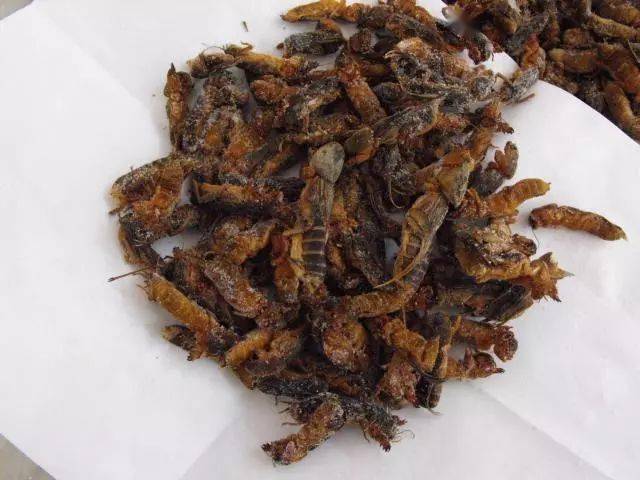 这种乡下常见的虫子卖到789元斤还是江门人钟爱的美食