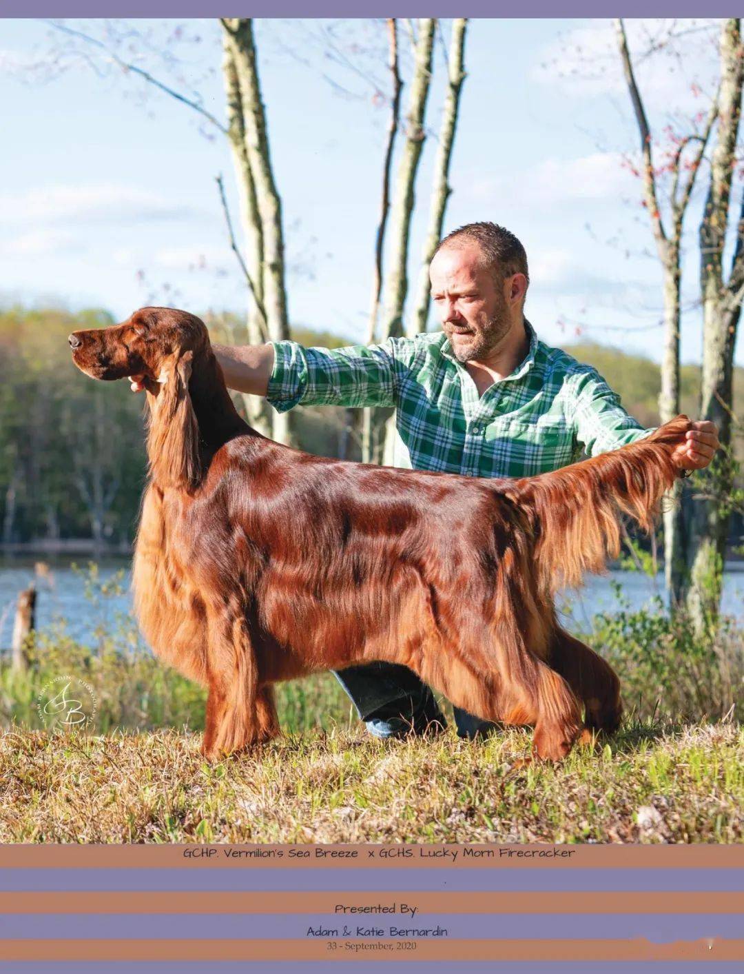 每日一王者"holly"——美国akc爱尔兰赛特犬新锐战将