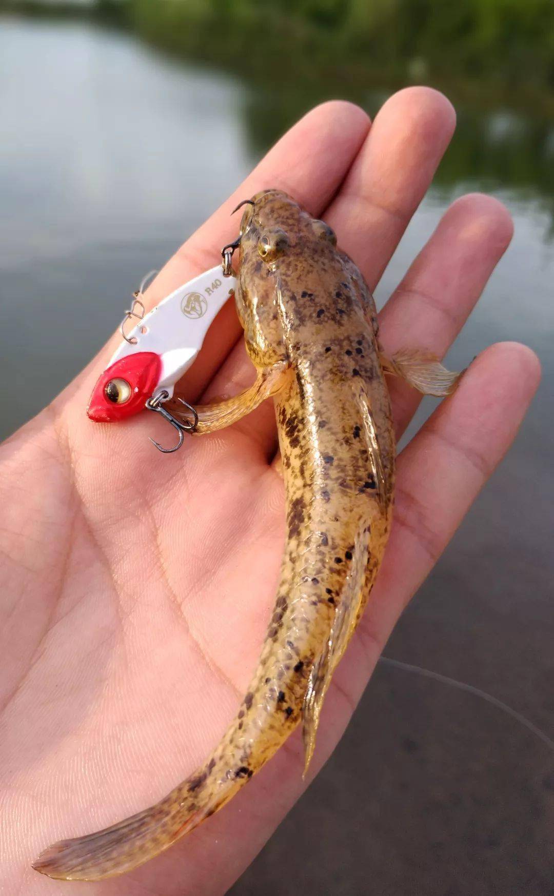 得偿所愿路亚淡水白鲳,真是过足了钓瘾!(下)