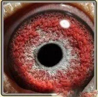 大红沙鸽子眼睛寄生虫图片