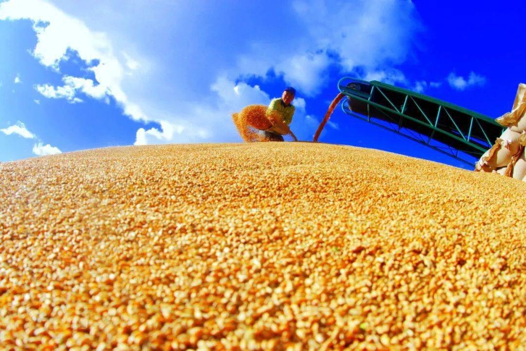 5%,粮食丰收已成定局,产量预计达到730亿斤以上.