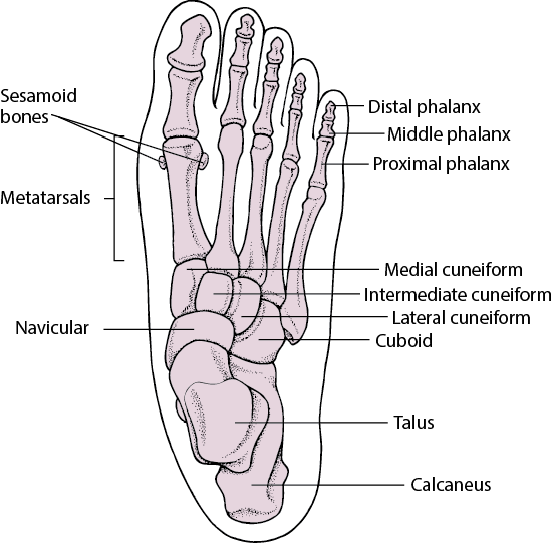 大母脚趾结构图片