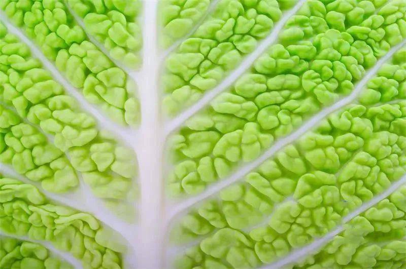 大白菜上的"小黑点"到底是什么?多年的疑问解开了!