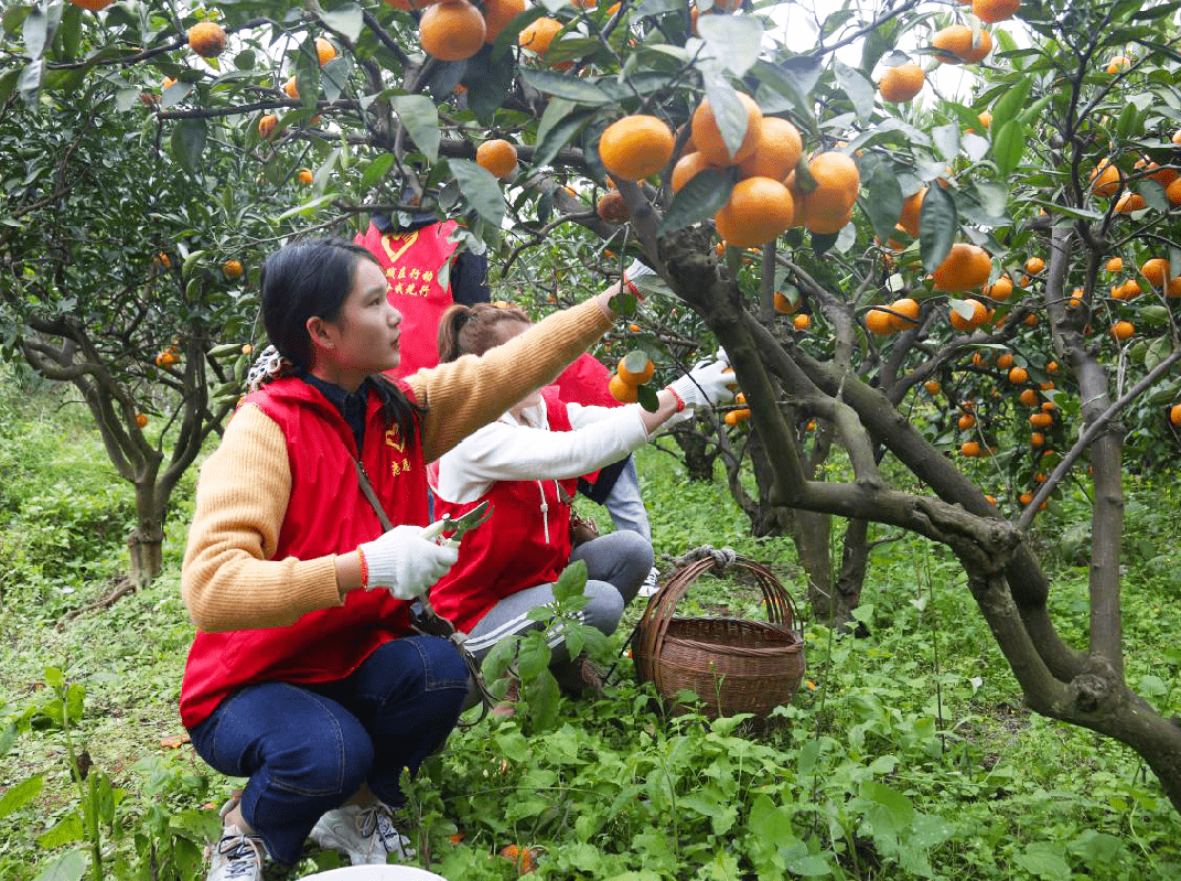 厉行节约 反对浪费 | 采"橘"南山下,城管助力解"困橘"_蜜橘