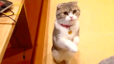 猫咪朝你搓手让你认为它在乞讨着你的垂怜吗?