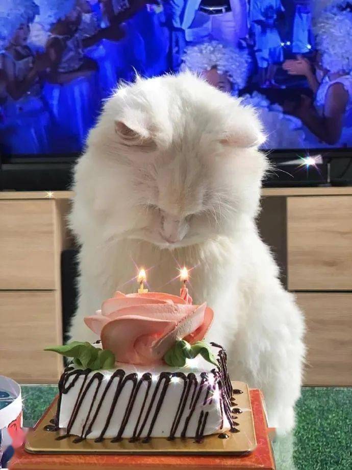 猫咪吹蜡烛生日图片图片