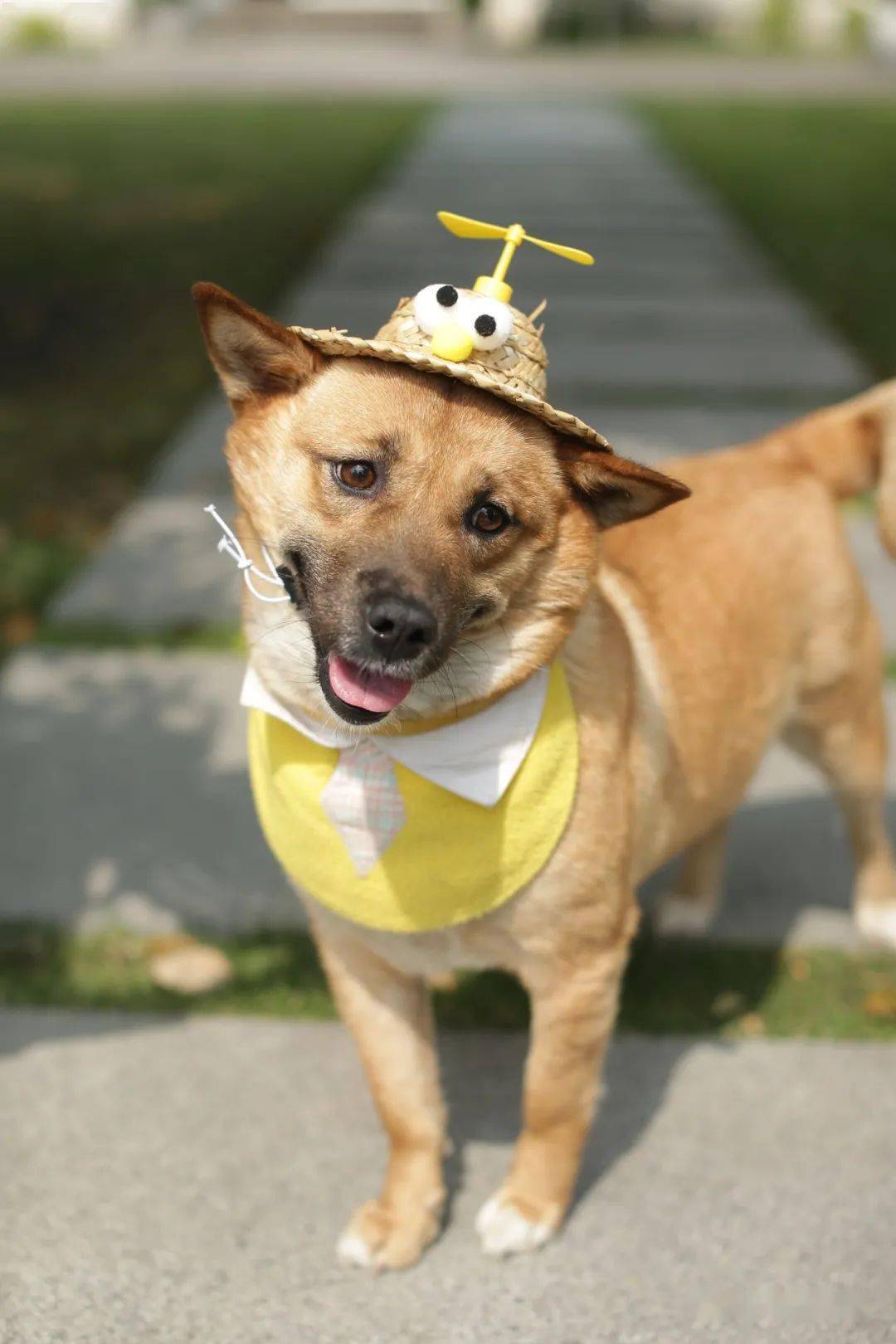 "中华田园犬"2021公益台历:已有20张图入选!_狗狗