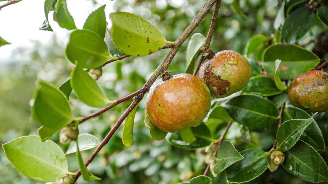 视频| 油茶全身都是宝,引领脱贫效果好