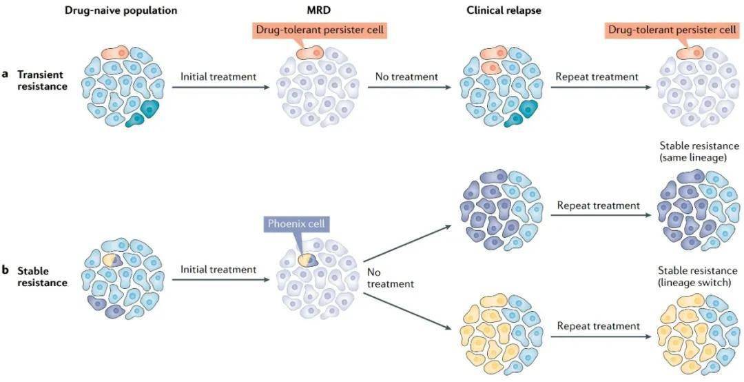 natrevcancer综述癌症治疗耐药的非遗传机制